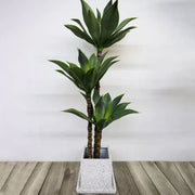 Artificial Dracaena fragrans Plant, without Pot, 180cm Green
