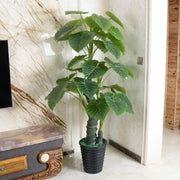 Artificial Alocasia odora Plant, without Pot, 150cm Green