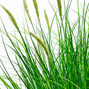 Artificial Fox Tail Type Ornamental Grass Plant, 67 cm, with 25 Spices, Green and White, No Pot