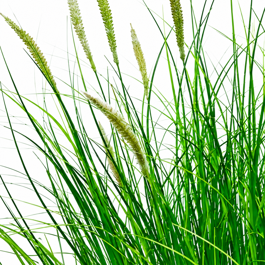Artificial Fox Tail Type Ornamental Grass Plant, 67 cm, with 25 Spices, Green and White, No Pot