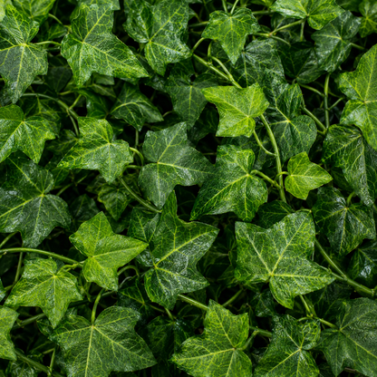 Ghirlandă Artificială din Iederă, 12 Ramuri x 30 Frunze, Verde