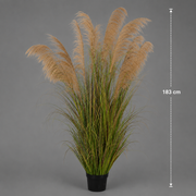 Artificial Plant Ornamental Grass, 183cm, with 13 strands, Reed and Grass, Dark Green, No Pot