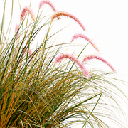 Foxtail Artificial Grass Ornamental Plant, 120cm, Curved Grass and Spices, Green and Pink, No Pot