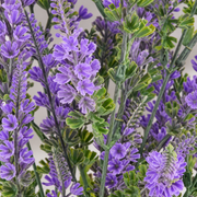Artificial Plant, Decorative Lavender Flower, 9 Branches, 44 cm, Purple and Green, Set of 2 Pieces