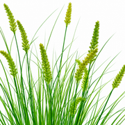 Artificial Fox Tail Type Ornamental Grass Plant, 100 cm, with 12 Spices, Green, No Pot