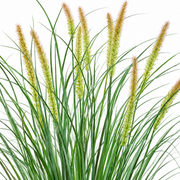 Artificial Fox Tail Type Ornamental Grass Plant, 100 cm, with 12 Spices, Green and Pink, No Pot