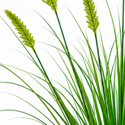 Artificial Fox Tail Type Ornamental Grass Plant, 60 cm, with 7 Spices, Green, No Pot