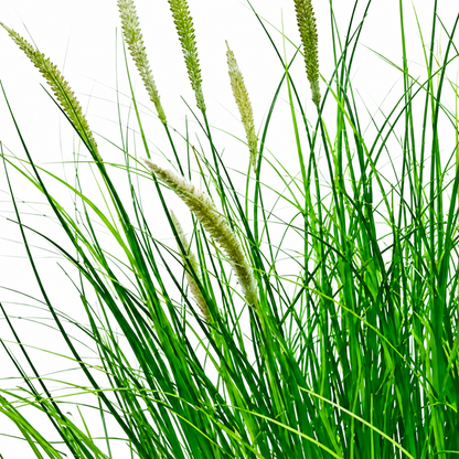 Artificial Foxtail Ornamental Grass Plant, 80 cm, with 33 Spices, Green and White, No Pot