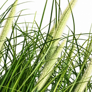 Artificial Plant, Foxtail Potted Ornamental Grass, 61 cm, with 19 Spices, Green and White